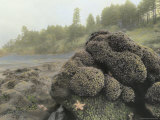 Buy Starfish, Mussels, Sea Anemones and Other Sea Life Cling to Rocks at High Tide at AllPosters.com
