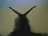 A Close Silhouetted View of the Head of a Bananaslug