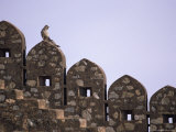 Buy A Langur Monkey Sits on the Wall of Kumbalgarh Fort at AllPosters.com