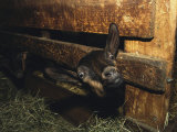Buy A Goat with its Head Protruding Through Fence Slats in a Barn at AllPosters.com