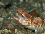 A Reef Lizardfish Swallows Another Fish Whole