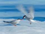An Arctic Tern Greets a Mate with Food