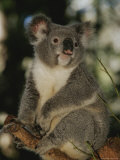 Buy A Koala Clings to a Eucalyptus Tree in Eastern Australia at AllPosters.com