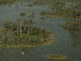 An Egret Flies over a Marshy Wetland Dotted with Small Islands