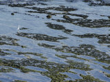 A Great Egret on Top of an Exposed Reef