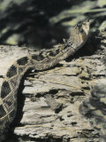 Buy An Eastern Diamondback Rattlesnake Crawls over a Log at AllPosters.com