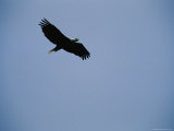 Buy Bald Eagle in Flight at AllPosters.com