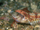 A Reef Lizardfish Swallows Another Fish Whole
