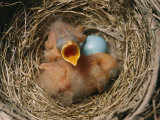 Robin Nest with Newborn Chicks and Egg