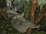 Buy A Koala Clings to a Eucalyptus Tree in Eastern Australia at AllPosters.com