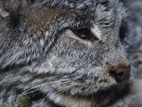 A Close View of a Canadian Lynx