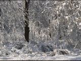 Buy Tree Branches are Weighed Down after a Heavy Snowfall at AllPosters.com