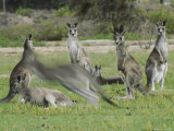 A Group of Eastern Gray Kangaroos