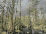 Buy A Canoeist Paddles Through a Cypress Swamp at AllPosters.com