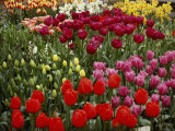 Brilliant Array of Various Tulips in a Garden
