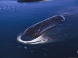 A Greenland Right Whale