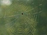 Spider in its Web, Which is Covered in Dew