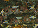 A Close View of a Rhinoceros Viper