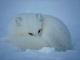 An Arctic Fox Curls up in the Snow for a Rest