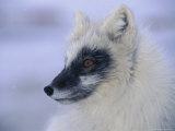 An Arctic Fox with Darker Hair on its Face