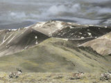 Buy Three Caribou Make Their Way Across the Tundra at AllPosters.com