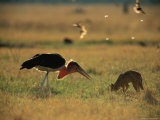 Buy Jackal and Marabou Stork Foraging in the Grass at AllPosters.com