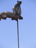 Buy A Langur Monkey Rests on a Dead Tree Branch at AllPosters.com