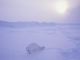 An Arctic Fox Almost Blends into the Snow