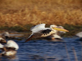 Pelicans