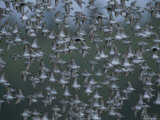 A Flock of Western Sandpipers Flies over Mudflats at High Tide