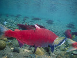 Red Salmon Swimming