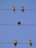 Buy Birds Roost on Power Lines in Halebid at AllPosters.com