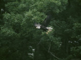 Buy Bald Eagle in Flight Along the River at AllPosters.com