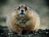 Close View of a Fat Prairie Dog