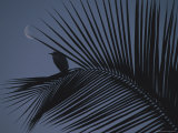 A Night View of an Egret Resting on a Palm Frond in the Light of the Moon