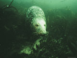 Buy A Male Gray Seal Forages Among Green Foliage at AllPosters.com