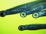 Buy Lamprey Eels Clinging to Glass at the Bonneville Dam on the Columbia River at AllPosters.com