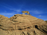 A Mountain Lion Walks Across a Desert Landscape