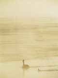 Trumpeter Swans on the Yellowstone River