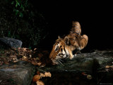 Indian Tiger (Panthera Tigris Tigris)