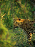 Leopard in the Bush