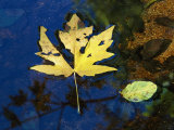 Buy A Big Leaf Maple Leaf Floats Down the Merced River at AllPosters.com