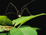 A Daddy-Long-Legs Spider Walks Across a Leaf