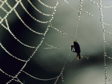 Buy Insect in a Spiderweb Covered in Dew at AllPosters.com