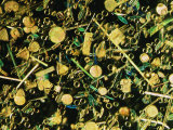 Microscopic View of Diatoms