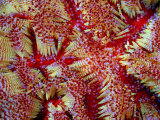 A Close View of the Spines of a Colorful Sea Urchin