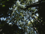 Buy View Looking up into the Forest Canopy at AllPosters.com