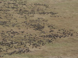 Aerial View of Large Herd of Cape Buffalo on a Savanna