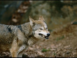 Buy Wolf at the National Zoo at AllPosters.com