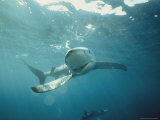 Buy View of a Silky Shark Making a Turn with its Mouth Open at AllPosters.com